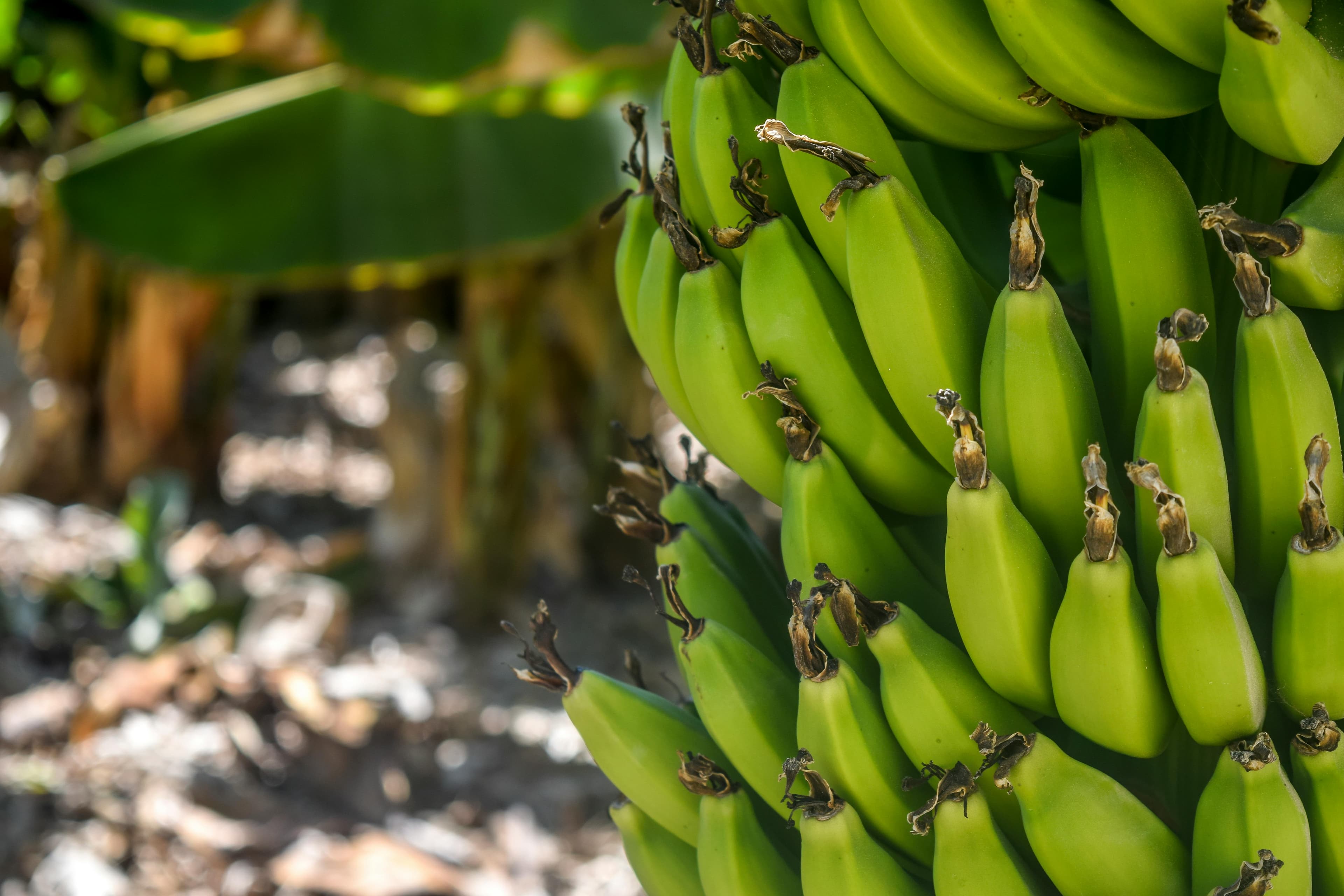 Plantación de banano